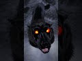 Wolf Wolfsounds Relaxinwolf Animals Wolfsong