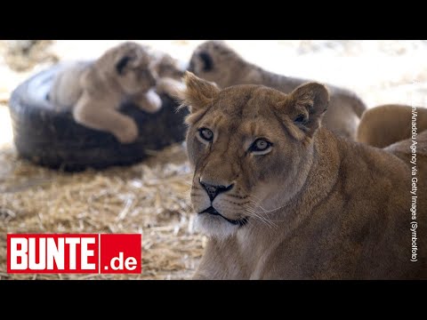 Starke Mutterliebe – Löwen-Papa neckt sein kleines Baby – und prompt schaltet sich die Mutter ein