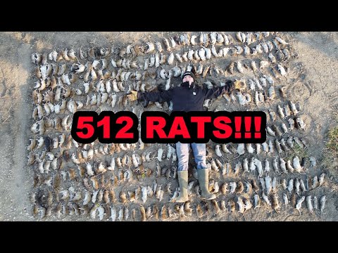 512 Rats in ONE Shed!
