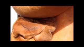 barrett the bloodhound and mulch the boxer secure the house.wmv