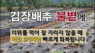 김장 배추 불볕에 더위를 먹어 잘 자라지 않을 때 이것 2가지면 빠르게 회복됩니다. #김장 배추 죽어갈 때 …