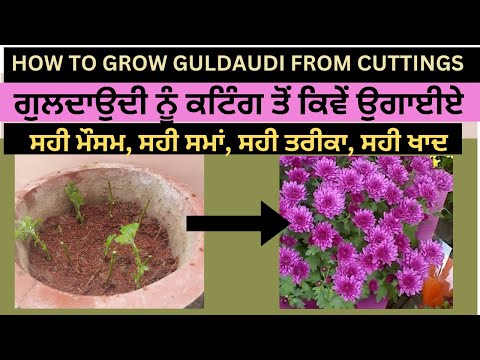 ਗੁਲਦਾਉਦੀ ਦੀ ਕਟਿੰਗ ਕਦੋਂ ਤੇ ਕਿੱਦਾਂ ਲਗਾਈਏ? When and How to grow Guldaudi in pots from cuttings