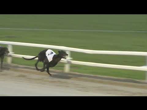 2018 GREYHOUND DERBY FINAL - DOROTAS WILDCAT