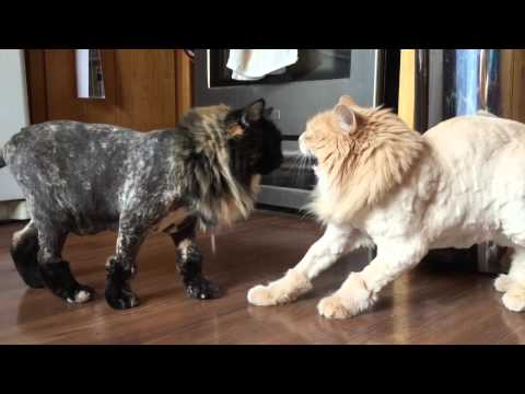 A failed experiment in cat shaving