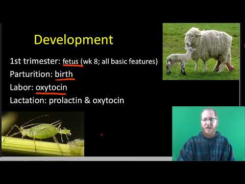 AP Bio: The Reproductive System - Part 3