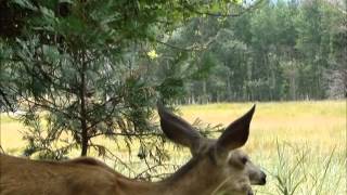 Yosemite deer