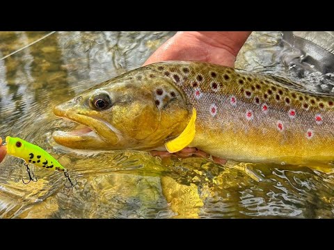 Topwater fishing for trophy brown trout in a small forest stream!!!
