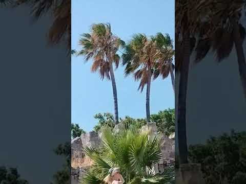 Greece Kos town Nerantzia castle. #kos, #travel, #vlog, #greece, #nerantziacastle, #shorts, #video