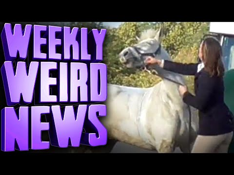 CANCELLED for PUNCHING a PONY - Weekly Weird News