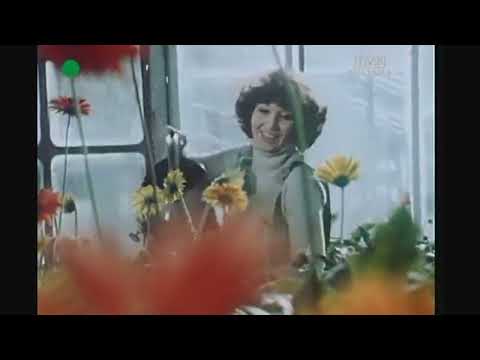 Alibabki - Kwiat jednej nocy (teledysk 1979)