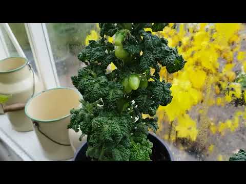 Tomatsorter, Curly Kaley