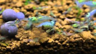 my blue jelly pearl shrimps