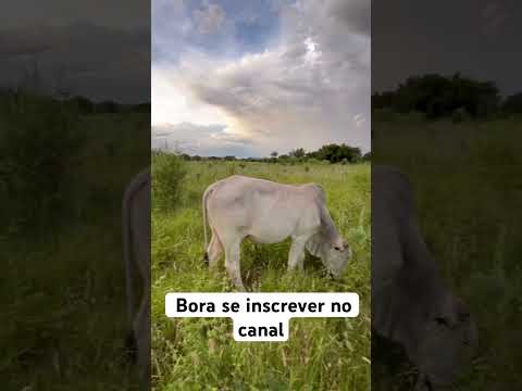 Ibitiara Bahia