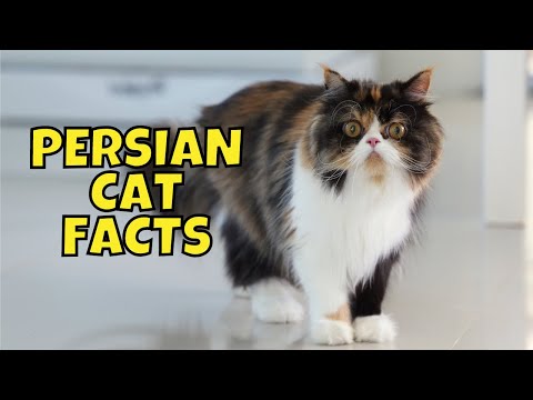 YouTube video about The Fascinating Background of the Persian Cat