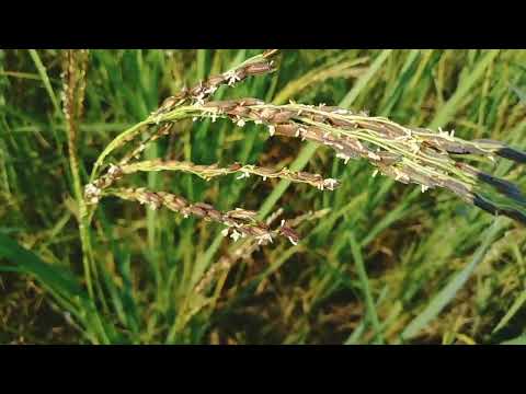 Vlog ep_01 | Beautiful Rice plants in Garden