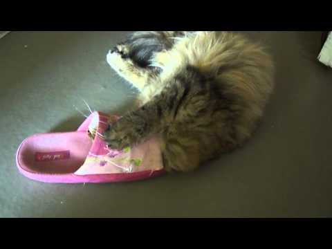 The Cat in the Sandal...