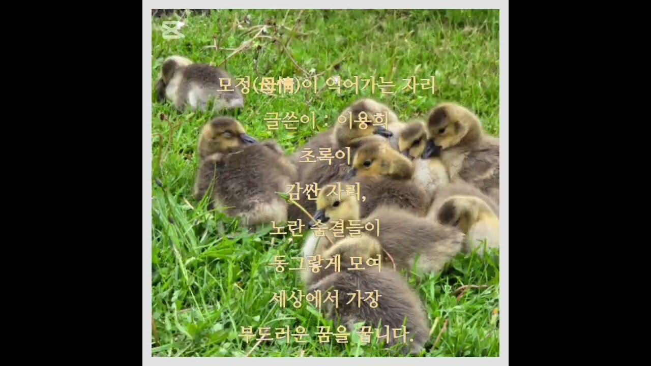 모정(母情)이 익어가는 자리