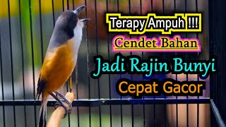 Download lagu TERAPY AMPUH MALAM HARI CENDET BAHAN JADI RAJIN BUNYI, PANCINGAN CENDET GACOR FULL ISIAN mp3 Download lagu TERAPY AMPUH MALAM HARI CENDET BAHAN JADI RAJIN BUNYI, PANCINGAN CENDET GACOR FULL ISIAN mp3
