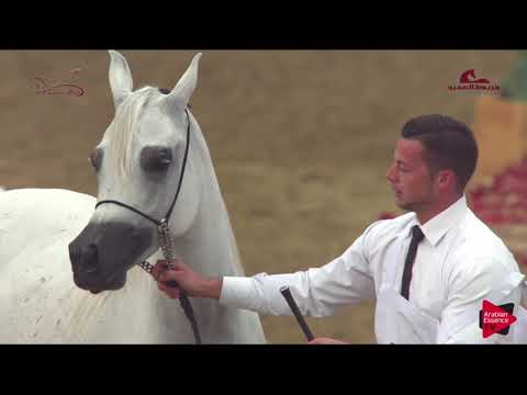 N.148 ZAHIAT AL SHAQAB - 2019 Al Shaqab Arabian Horse Show Festival - Mares 7-10 Years Old
