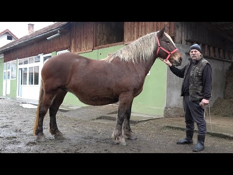 Caii lui Doru Dragan de la Floresti, Cluj - 2026 Nou!!!