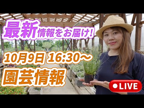 ジニアは一年草です