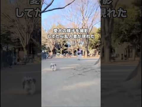 シーズーが走る様子を撮影してたら可愛い乱入者がいきなり追ってきた。柴でこんなに懐っこい子っているの？ #シーズー #柴犬 #黒柴 #shorts