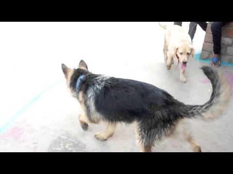 LEBRA GERMAN SHEHPART DOG COMEDY