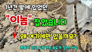 이놈 뱀독사 드디어 잡았습니다 뱀나오는시기 1미터가 넘는 유혈목이 맹독이있고 도망을 잘가요 뱀잡는방법