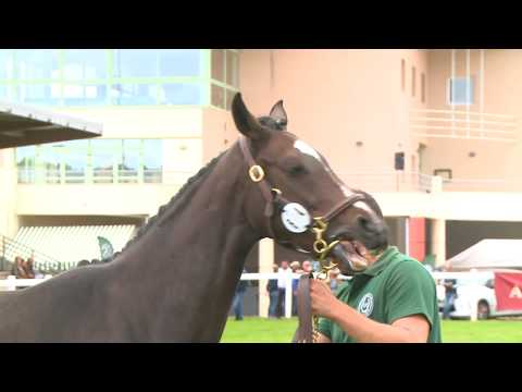 Show Aqps Ouest 2019 : Lot 84 - HAVALINA