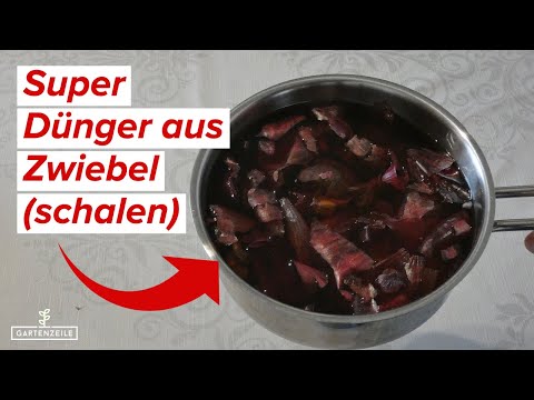 Zwiebelschalen als Dünger [So verwendest du den kostenlosen Dünger richtig]