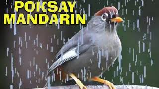 Download lagu Masteran poksay mandarin full isian mp3 Download lagu Masteran poksay mandarin full isian mp3