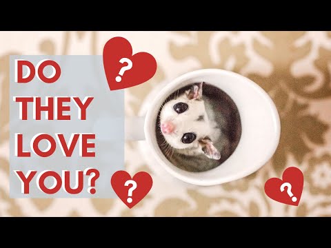 Signs Your Sugar Glider Loves You