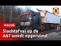 Mark ruimt DIERLIJKE RESTEN op bij SNELWEG | Omroep Brabant