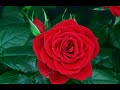 Rozkvet ruze (Tearon) - Známka: 1, váha: střední