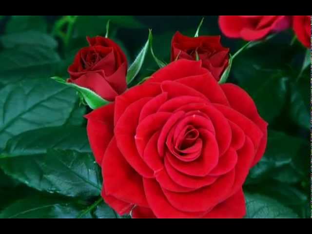 
flower red rose blooming

