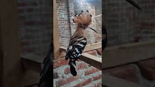 Download lagu burung hud hud 🥲🥲🥲 mp3 Download lagu burung hud hud 🥲🥲🥲 mp3