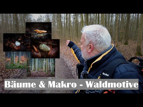 Landschaftsfotografie | Bäume & Makro - Waldmotive