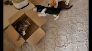 Kittens play fighting