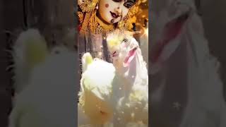 Download lagu Raja meldi # meldi# maa# #music #dance #dj mp3