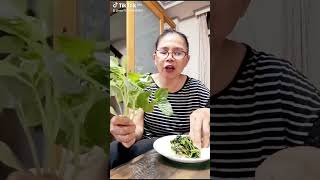 Download lagu sayur daun sirih cina enak mp3 Download lagu sayur daun sirih cina enak mp3