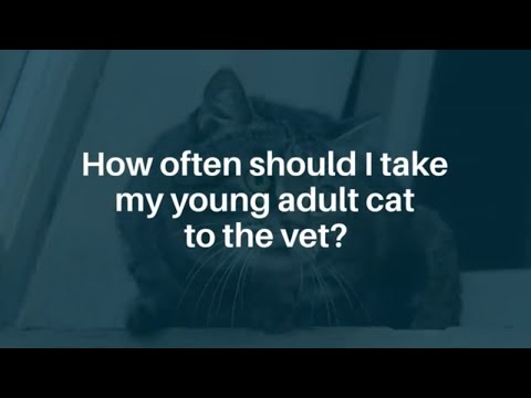 How often should I take my cat to the vet?