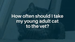 How often should I take my cat to the vet?