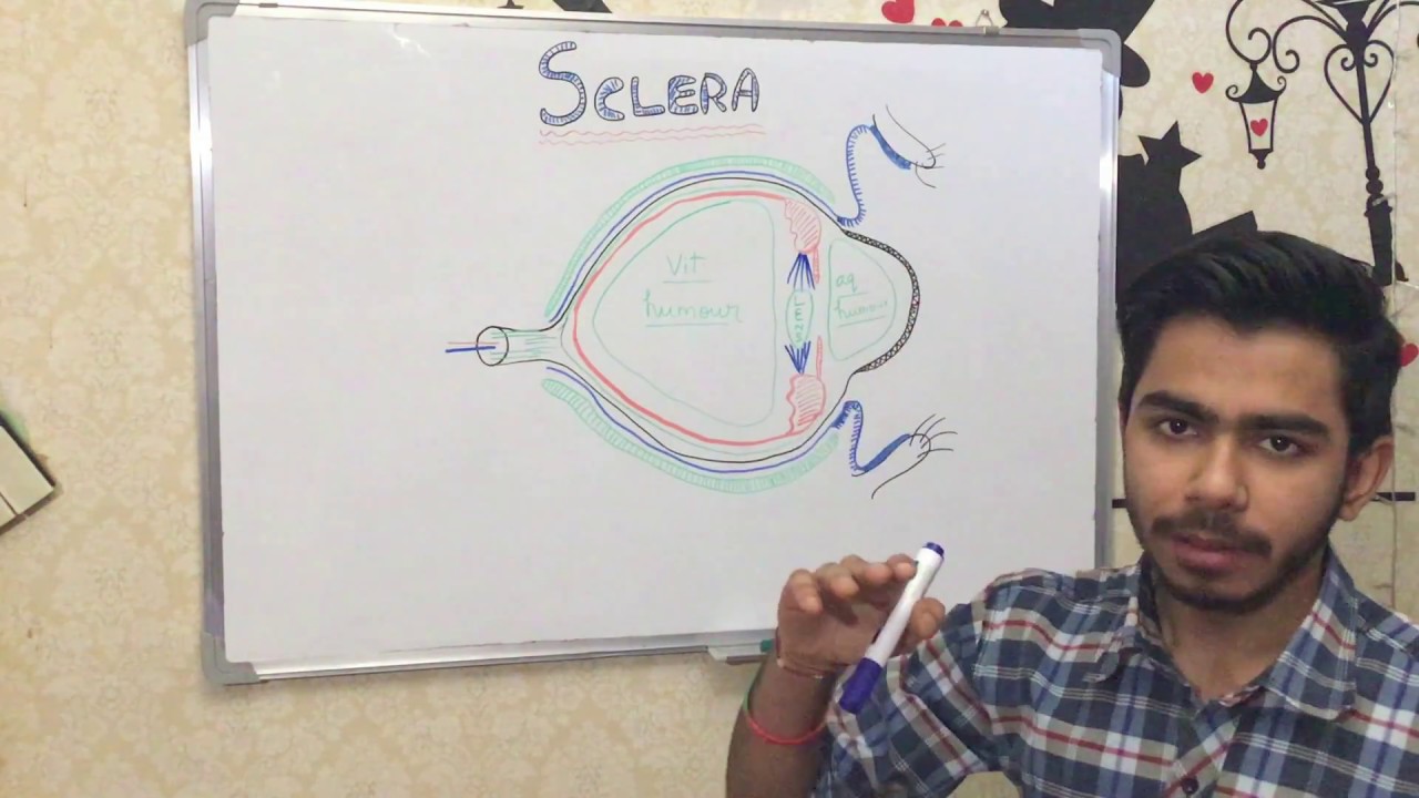OPHTHALMOLOGY - ANATOMY & STRUCTURE OF SCLERA - YouTube