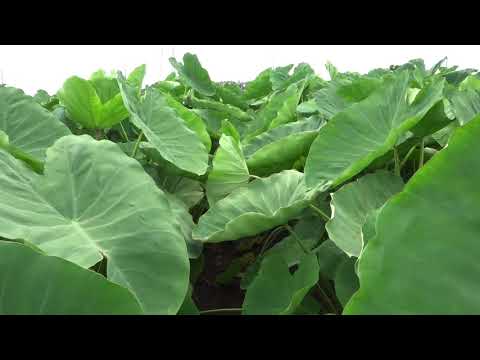 荒幡農園（夏）