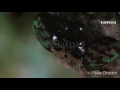 Stephen Hillenburg Stop Motion Wormy Close Up WideScreen Version