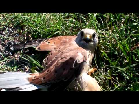 comment soigner un pigeon blessé a l'aile