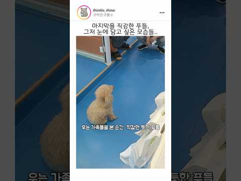 마지막을 직감한 푸들이 눈에 담고 싶은 모습들