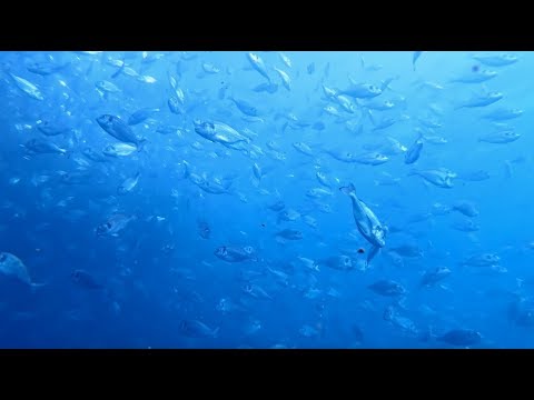 COOP - Alleviamo la salute - Filiera del pesce | ORATE E SPIGOLE