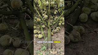 Download lagu Gagal panen durian karena angin kencang #shorts #kebundurian #durian #bawor #montong #musangking mp3