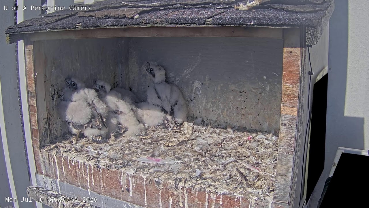 Live webcam view of Caja Nido de Halcón Peregrino